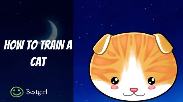 How To Train A Cat