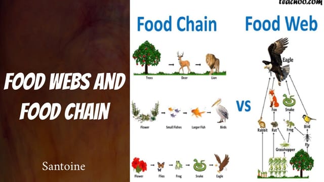 Food Chains and Food Webs by:Santoine and Kadarius