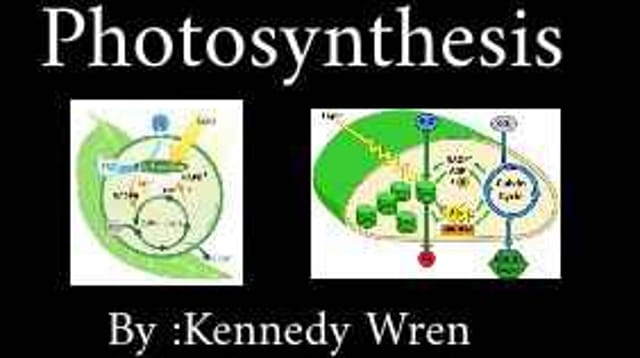 Photosynthesis by: Kennedy Wren