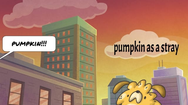 pumpkin as a stray