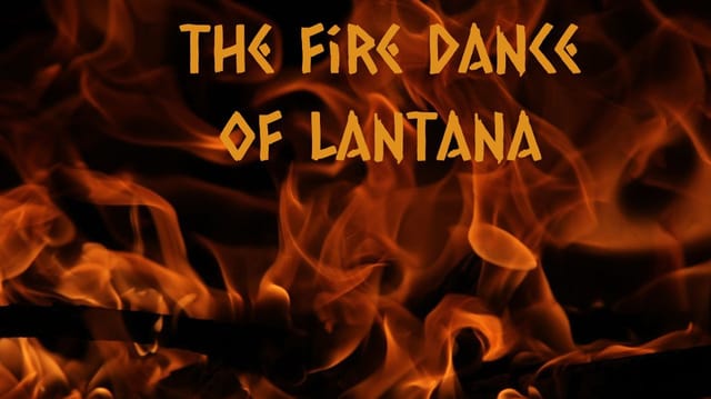 The fire dance of Lantana