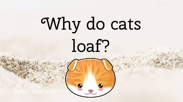 Mykittytennessee's Story