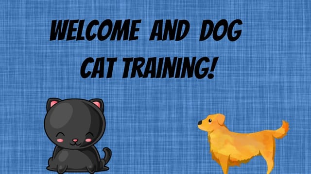 Cat and dog training