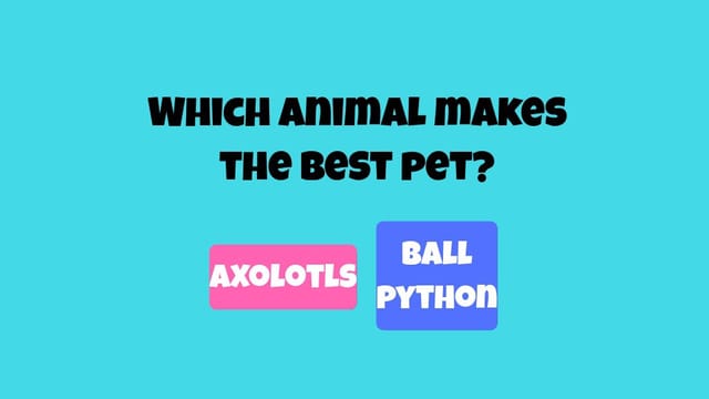 Best Pet Quiz #1