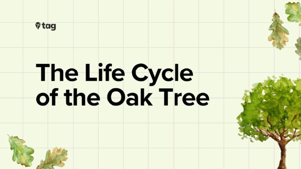 Tree Life Cycle Animated Story  🍃